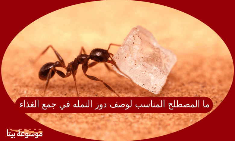 ما المصطلح المناسب لوصف دور النمله في جمع الغذاء تعرف عليه