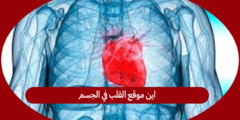 اين موقع القلب في الجسم