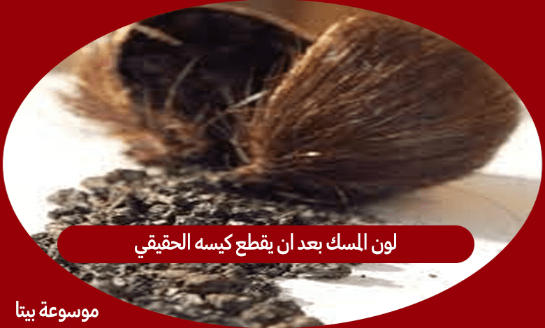 لون المسك بعد ان يقطع كيسه الحقيقي